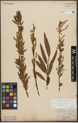 Foto von Salix triandra L. x Salix viminalis L.